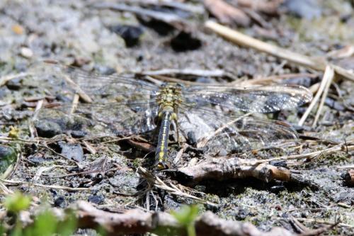 Gomphus pulchellus
